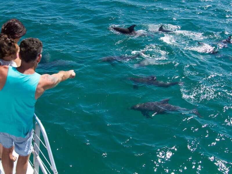 Destin: Snorkeling Cruise with 2 Stops and Dolphin Watching - Final Thoughts