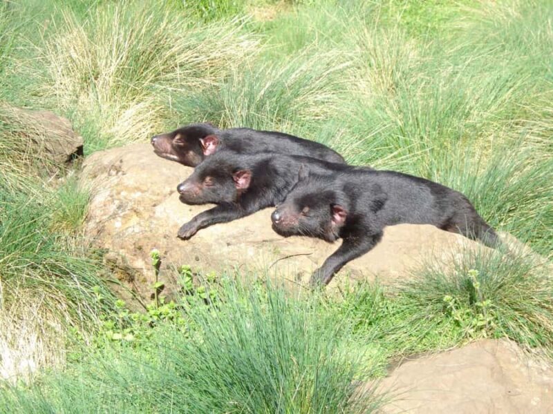 Devils at Cradle: Day Keeper Tour and Entry to Wildlife Park - What to Expect on Your Visit to Devils at Cradle