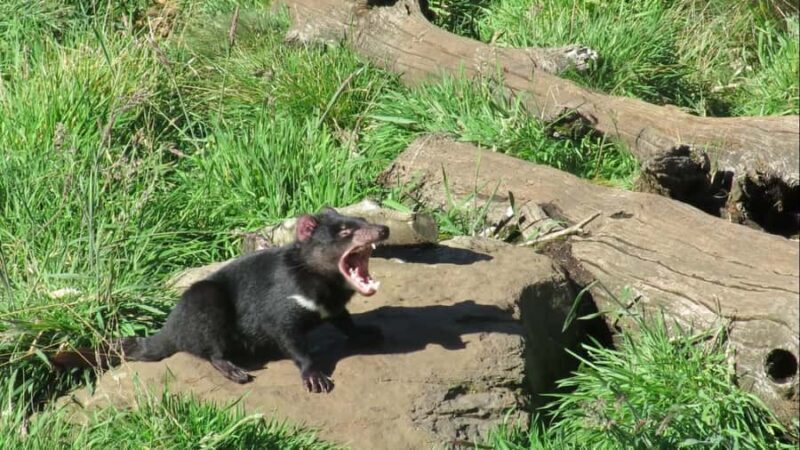 Devils at Cradle: Day Keeper Tour and Entry to Wildlife Park - Accessibility and Practical Considerations