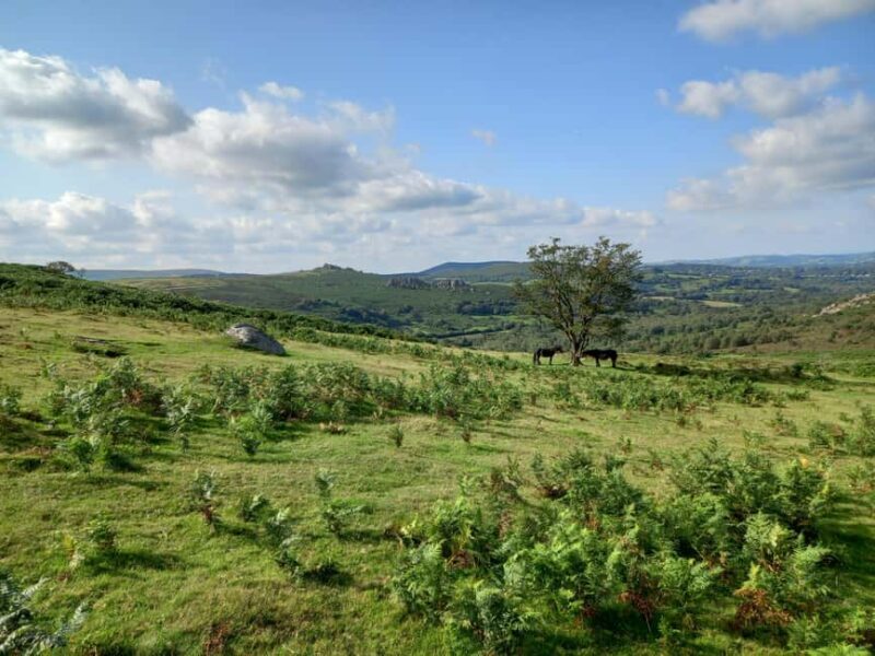 Devon: Dartmoor National Park Guided Tour - Key Points