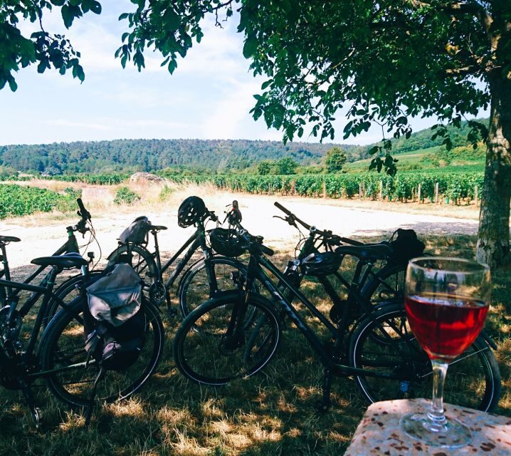 Dijon: Bike tour and Tastings in the Vineyards of Burgundy - Who Will Love This Tour?