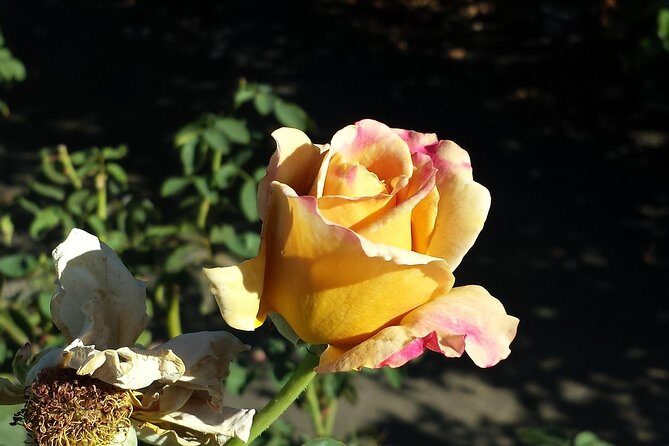 Dijon - Historic Guided Walking Tour - In Closing
