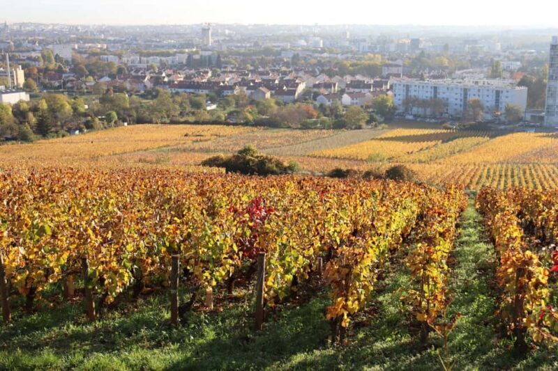 Dijon: Walking tour of the metropolitan vineyards - Exploring the Vineyards of Dijon: A Guide to the Metropolitan Vineyards Tour