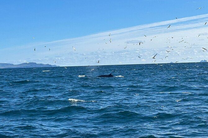 Dingle Boat Tours RIB Adventure Private - What to Expect on the Tour