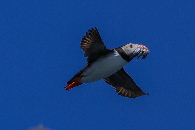 Dingle Boat Tours RIB Adventure Private - Final Thoughts