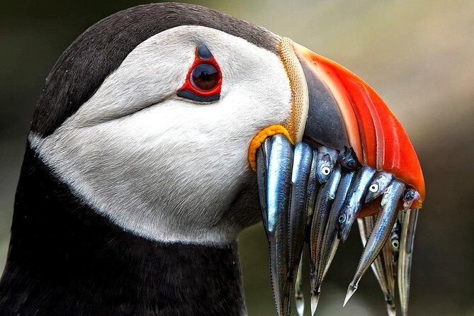 Dingle Boat Tours Wildlife RIB Adventure - The Experience: The Good and the Not-So-Good