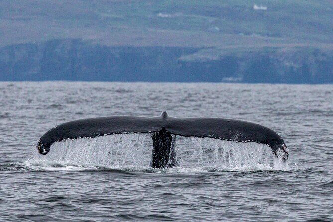 Dingle Boat Tours Wildlife RIB Adventure - Who Should Consider This Tour?