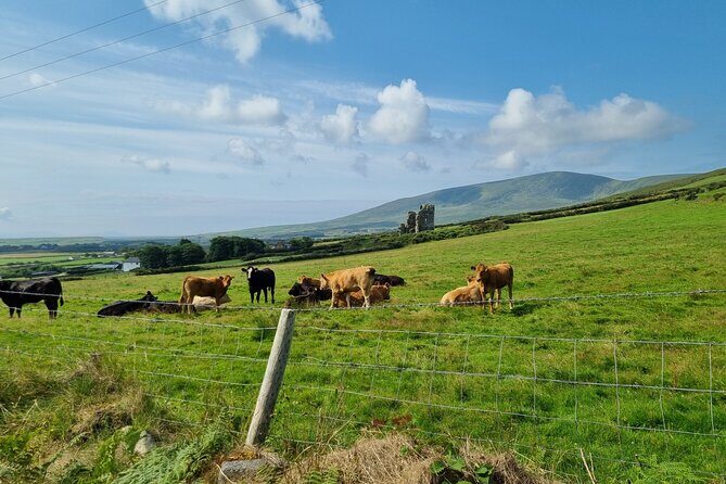 Dingle: Hour Slea Head Drive Tour 4hr - Personal Chauffeur Guide - FAQ