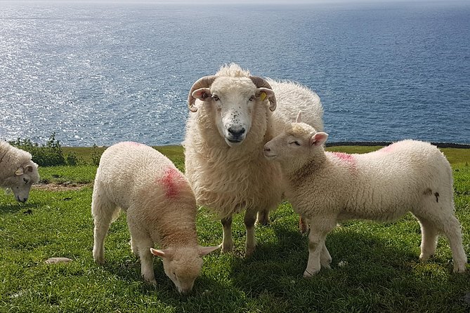 Dingle Peninsula and Slea Head Drive Group Tour - The baby lamb and beehive huts choice: 4 euro per person
