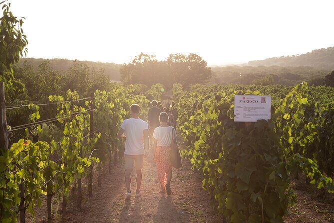 Dinner in the vineyard with wine tasting and walk - Key Points