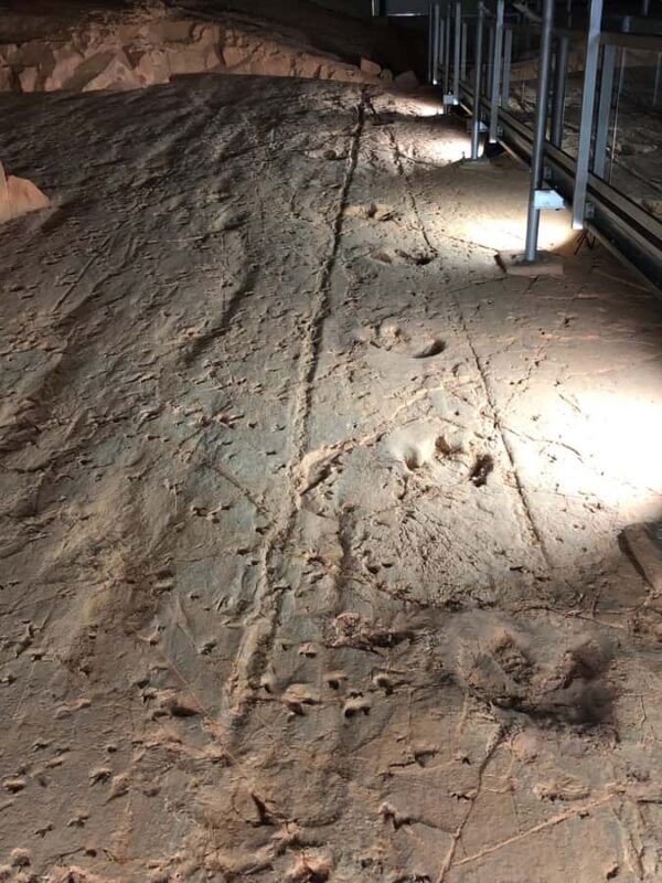 Dinosaur Stampede 3/4 Day Tour - In-Depth Look at the Itinerary