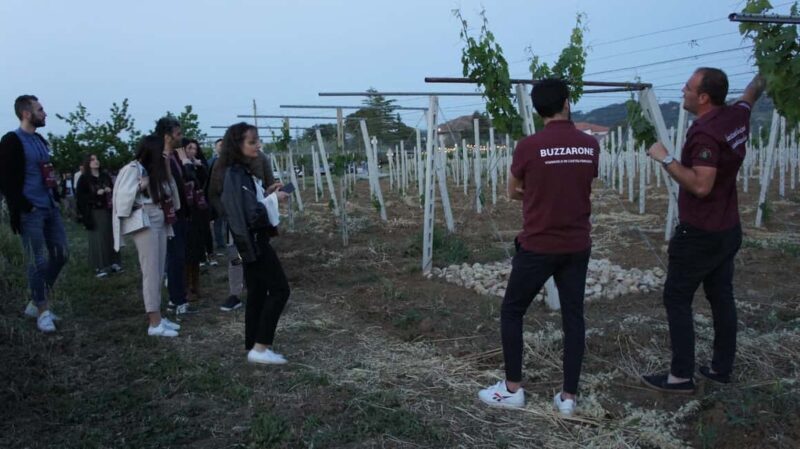 Discover Abruzzo and Castelferrato: Visit Vineyards and Wine Tasting - The Tasting Experience: More Than Just Sipping