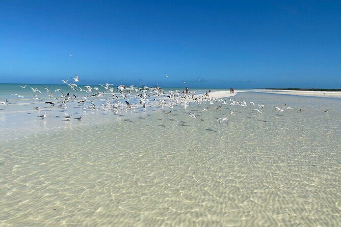 Discover Amazing Island of Holbox Punta Mosquitos, Included Transportation - A Deep Dive Into the Holbox Experience