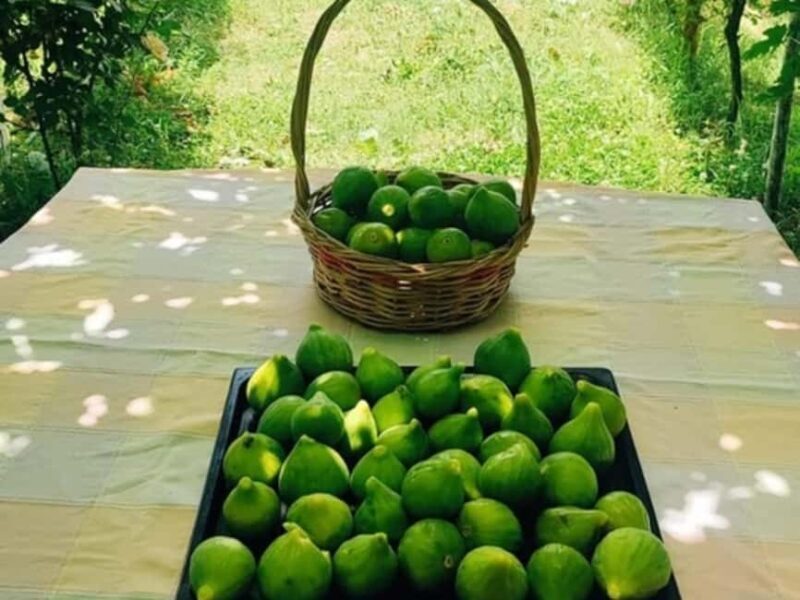 Discover Antigonea in a perfect escape from Gjirokastra - Free Time and Scenic Strolls