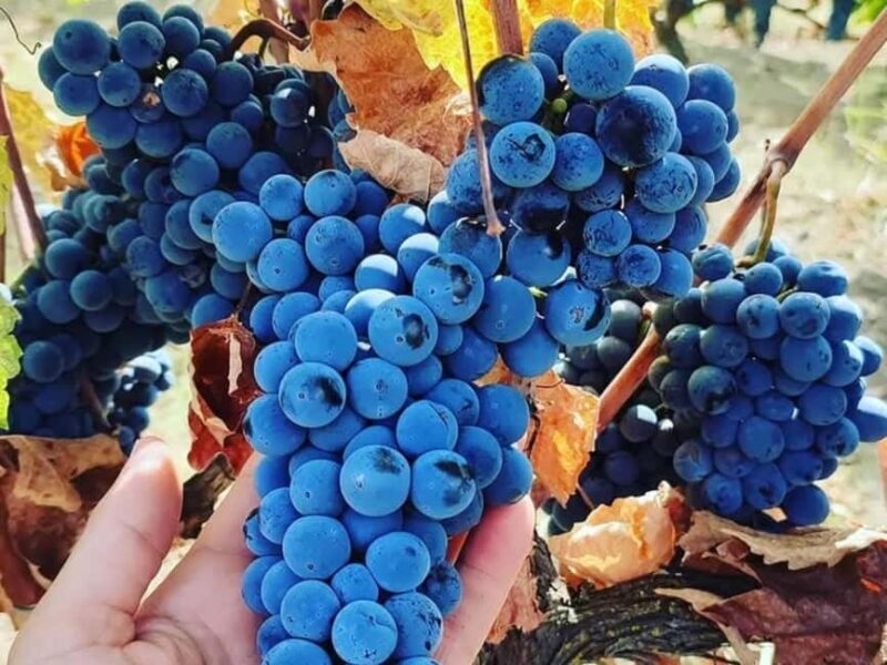 Discover Antigonea in a perfect escape from Gjirokastra - Returning to Gjirokastra