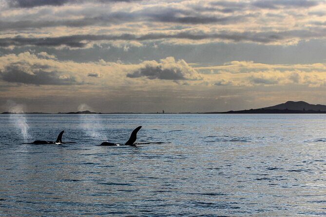 Discover Auckland City Tour: The City of Sails - FAQ