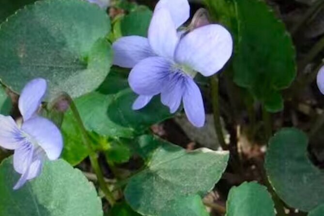 Discover Aurora Illinois Hiking Getaway - Discover Aurora Illinois Hiking Getaway: A Natural Walk with Edible and Medicinal Plants