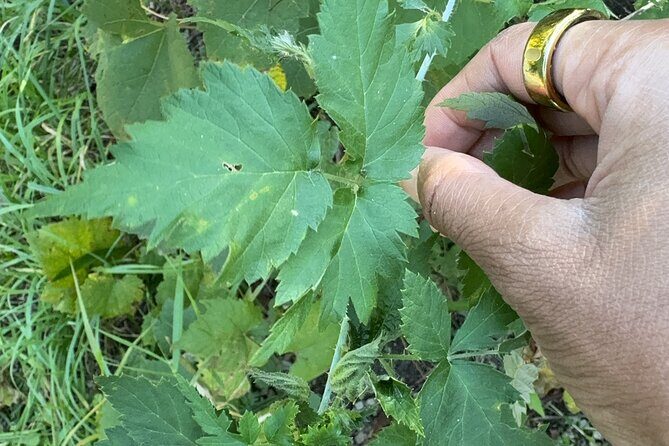 Discover Aurora Illinois Hiking Getaway - What to Expect from the Aurora Illinois Hiking Getaway