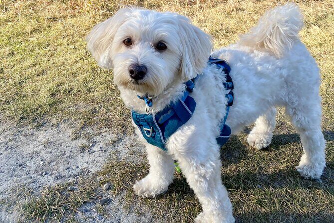 Discover Banff National Park with Dog Friendly Exclusive Tour - Final Thoughts