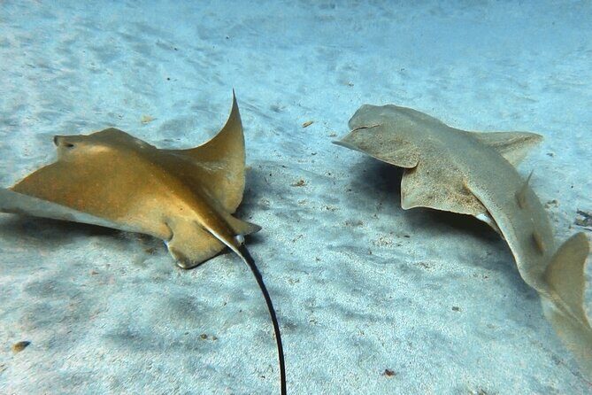 Discover beginner diving in Tenerife - Practical Details That Matter