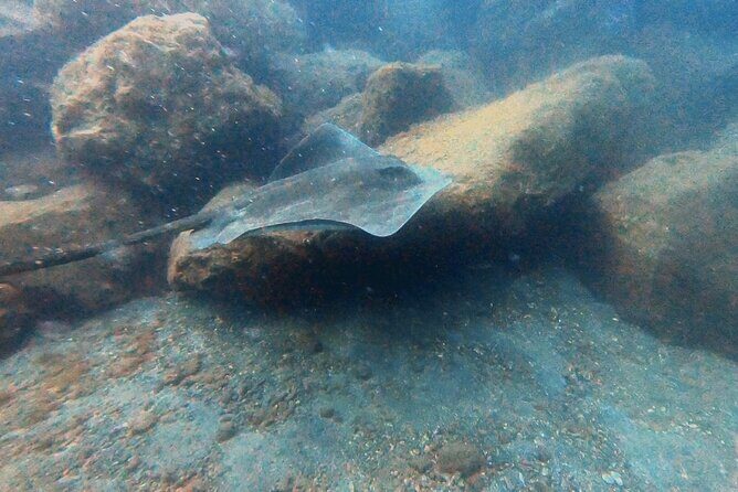 Discover beginner diving in Tenerife - Who Is This Tour Best For?