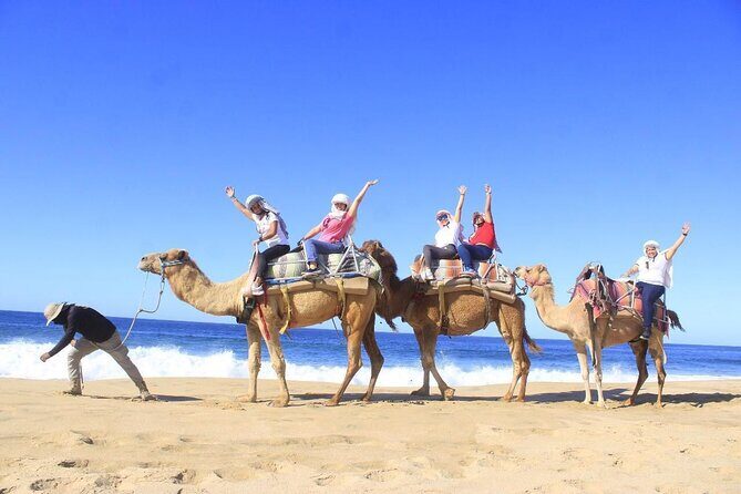 Discover Cabo San Lucas by camel ride - Key Points