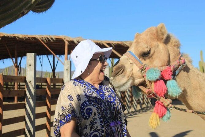 Discover Cabo San Lucas by camel ride - The Sum Up