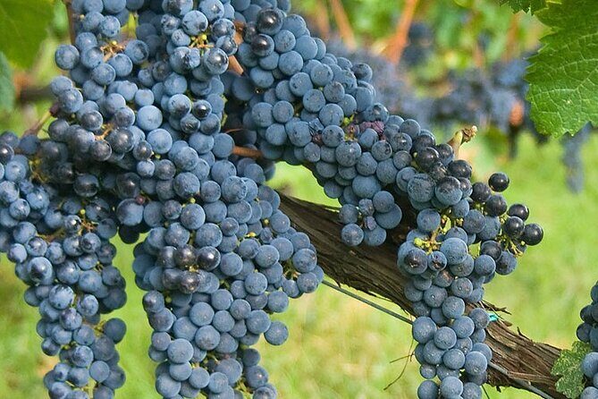 Discover Chianti Classico Wines DiWine Experience - Final Thoughts