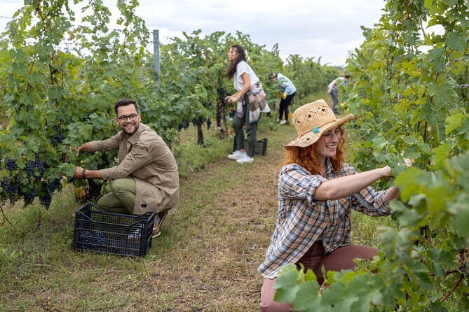 Discover Chianti Through its Wines - FAQ