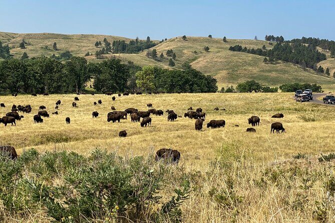 Discover Custer State Park A Self Guided Audio Driving Tour - FAQ