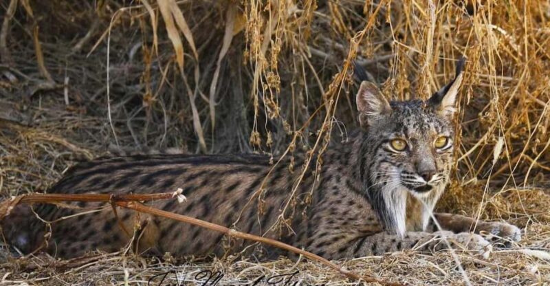 Discover Doñana & Iberian Lynx: Premium Nature Tour - Key Points