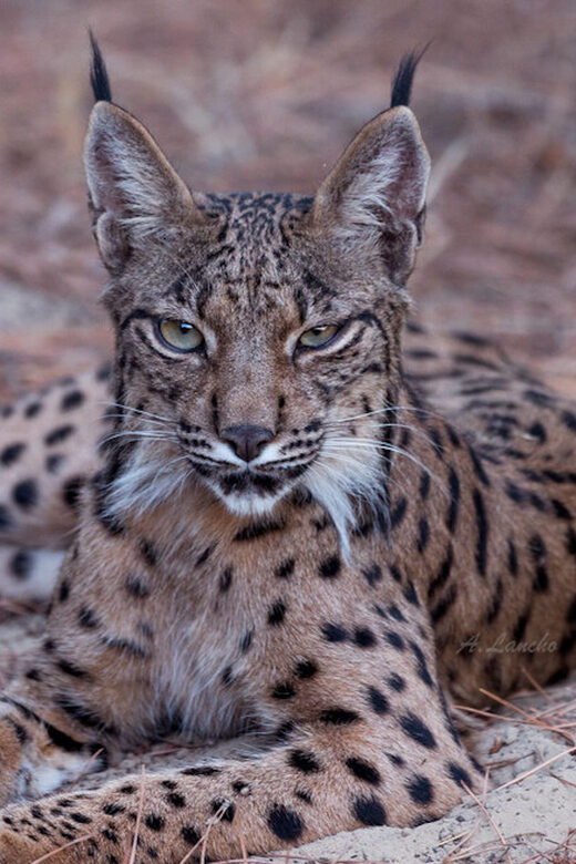 Discover Doñana & Iberian Lynx: Premium Nature Tour - What You Can Expect on This Tour