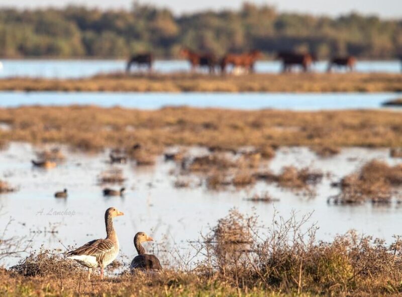 Discover Doñana & Iberian Lynx: Premium Nature Tour - Practical Considerations