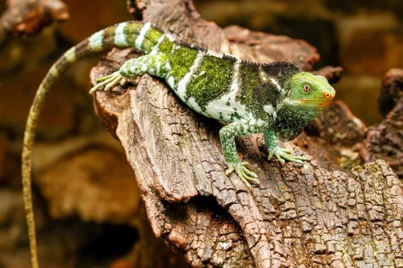 Discover Fijian Culture and Reptiles - Why You’ll Love This Tour