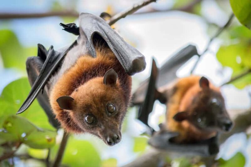 Discover Fijian Culture and Reptiles - Who Should Consider This Tour?