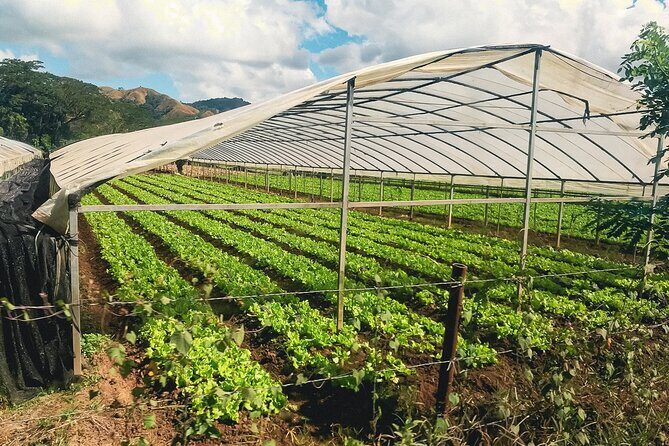 "Discover Fiji's Hidden Gems: Eco Park, Pottery Village & Dunes!" - An In-Depth Look at the Tour Experience