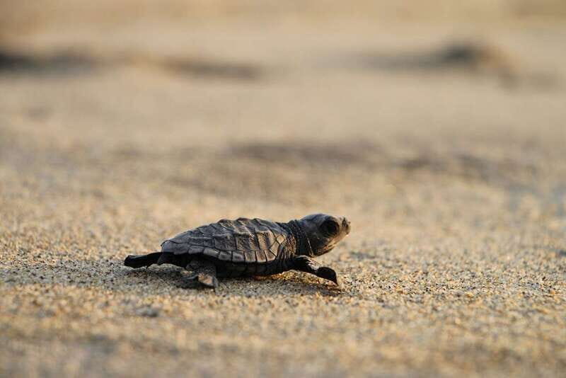 Discover Huatulco: Beach, Flavors, and More - What Do Travelers Say?