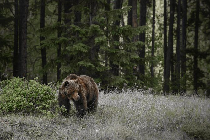 Discover Jasper and its Wildlife - Key Points