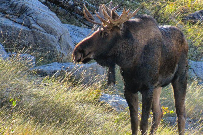 Discover Jasper and its Wildlife - Logistics and Practicalities