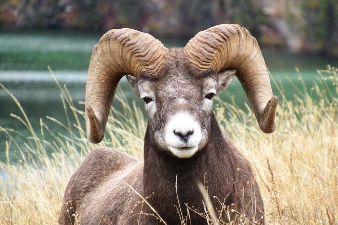 Discover Jasper and its Wildlife - The Sum Up