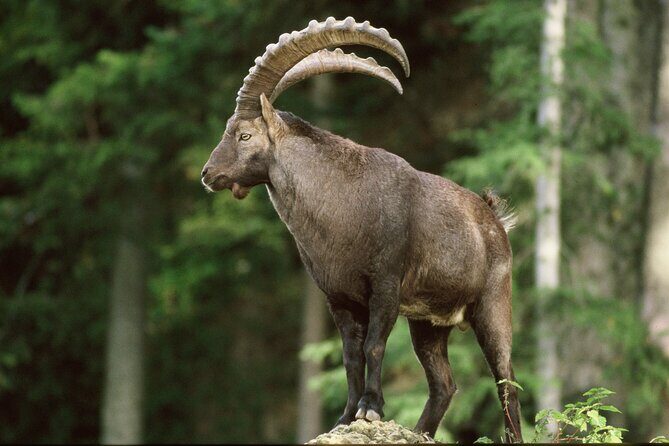 Discover Lindau Island and the Highlights of Bregenz in one day ! - Final Thoughts