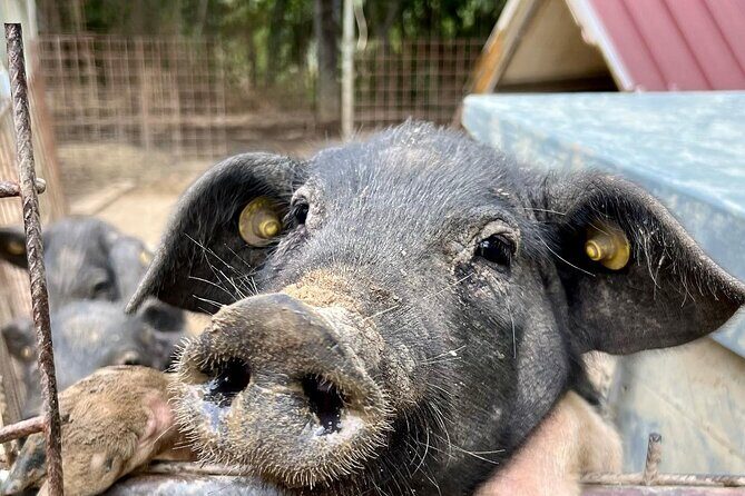 Discover Montepulciano: Cinta Senese Pigs, Lunch & wine in a Farm - An honest look at what the tour involves
