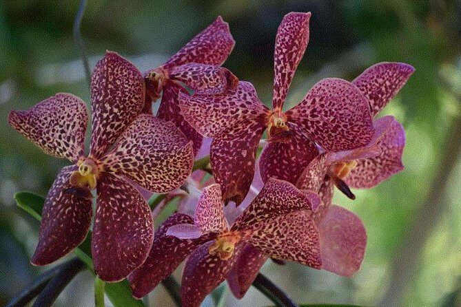 Discover Nadi - Value for Money and Practical Considerations