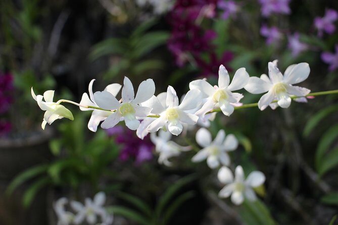 Discover Nadi - Final Thoughts