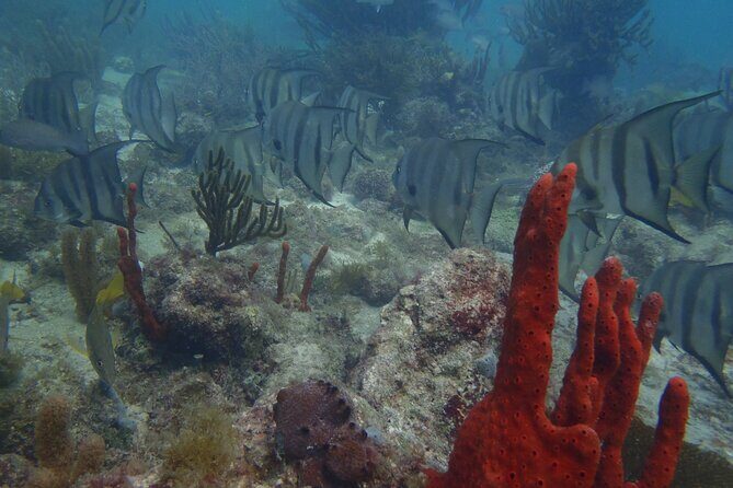 Discover Scuba - Introduction to the Discover Scuba Experience