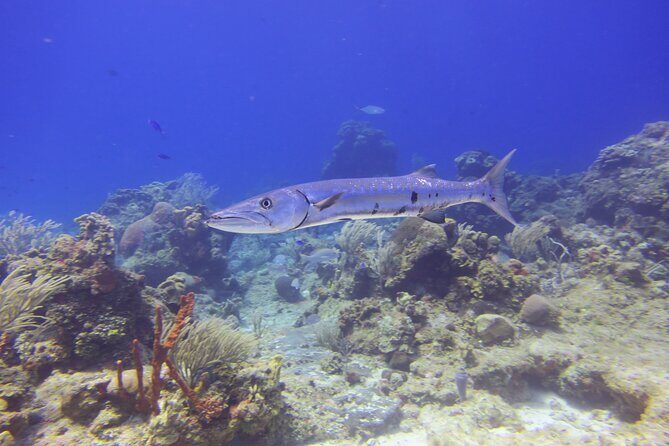 Discover Scuba - The Experience for Different Travelers