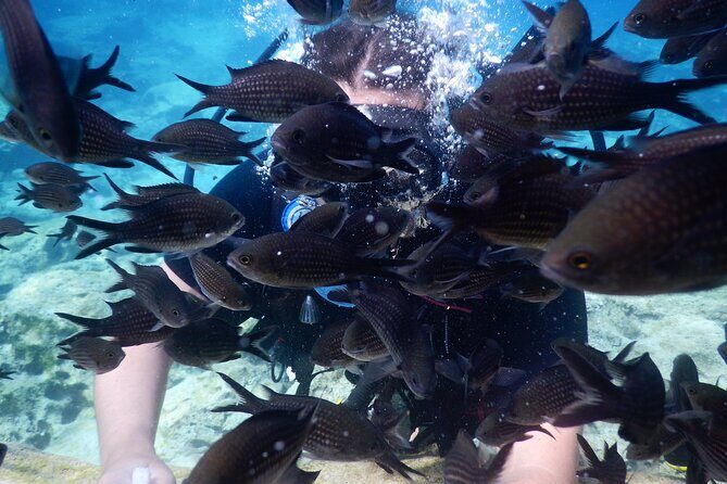 Discover Scuba Diving - FAQs