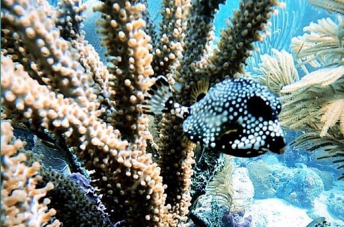 Discover Scuba Diving - The Price and What It Really Means