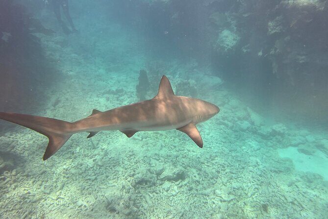 Discover Scuba Diving - Final Thoughts