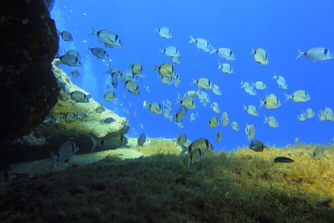 Discover Scuba Diving Adventure in Mykonos - Value for Money and Practical Considerations